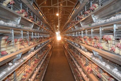 حمایت۲هزارمیلیاردی بانک کشاورزی ازبزرگترین پروژه مرغ تخمگذار دنیا