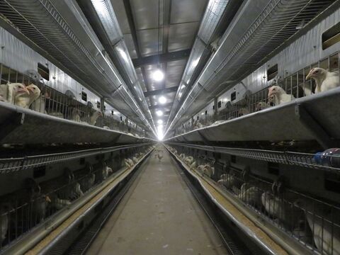 حمایت۱۱۰میلیاردی بانک کشاورزی از پروژه مرغ تخمگذار در استان مرکزی