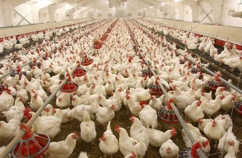 حمایت۵۰ میلیاردی بانک کشاورزی ازواحد پرورش مرغ مادروگوشتی درگیلان