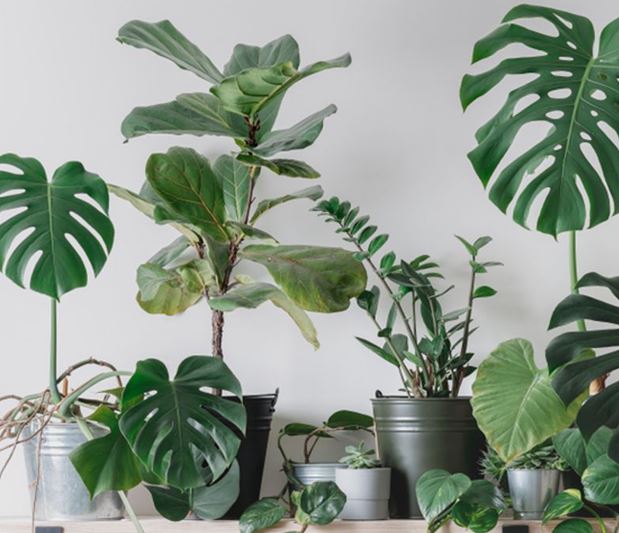 گیاهان آپارتمانی برگ بلند؛ گیاهانی که در منزل شما جادو میکنند