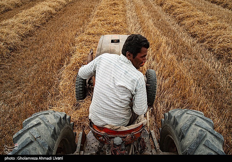 پیش‌بینی وزارت کشاورزی آمریکا از تولید 16میلیون‌تنی 2 غله مهم ایران طی سال جاری