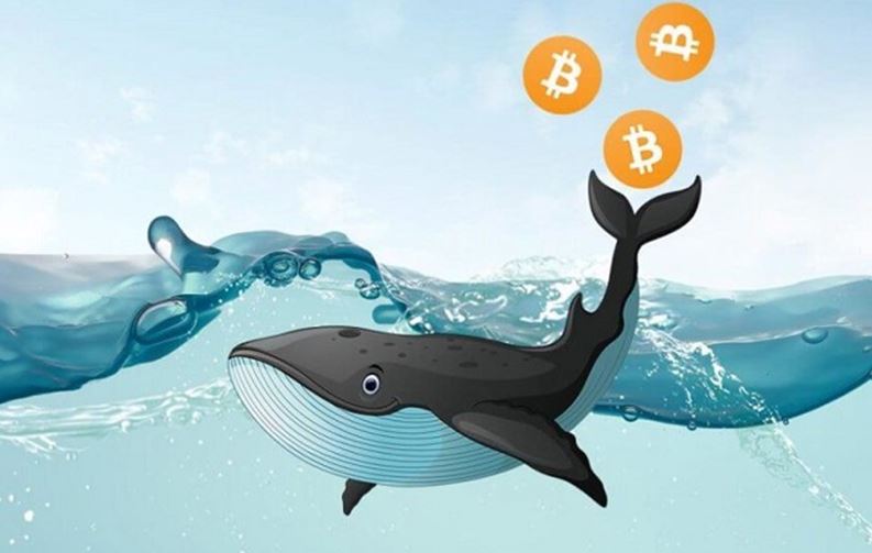 نهنگ های ارز دیجیتال چه زمانی خرید و فروش میکنند؟