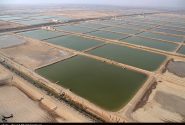 شیلات بوشهر: افزایش قیمت میگو، کاهش ۱۰۰۰ تنی صید را جبران کرد