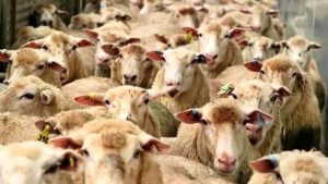 کشف قیمت گوسفند قربانی؛ آیا جیب شما آماده عید است