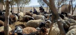 دامداری ایران در آینه اعداد: تولید دام سبک و سنگین به کجا رسید