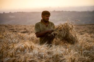 خرید تضمینی گندم از ریل خارج شد؛ دولت دیر رسید