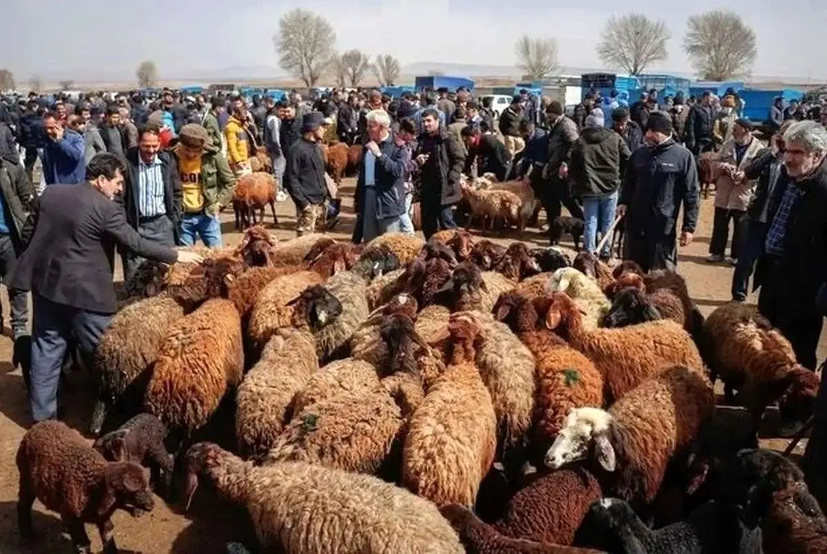 واردات گوشت قرمز متوقف شد؛ بررسی عوامل و پیامدها
