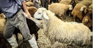 احتمال کمبود گوشت در ماه‌های پیش‌رو؛ هشدار فعالان بازار