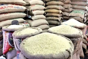 کاهش قیمت برنج هنوز روی زمین مانده؛ وعده وزیر جهاد کشاورزی عملی نشد