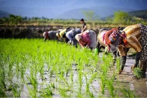قیمت برنج تحویلی از کشاورزان رشد کرد؛ چه نکاتی را باید بدانید