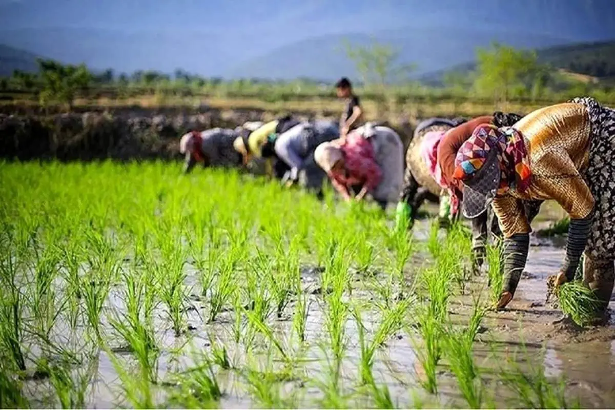 قیمت برنج تحویلی از کشاورزان رشد کرد؛ چه نکاتی را باید بدانید