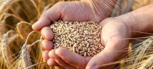 قیمت گندم به‌طور رسمی اعلام شد؛ ۳۱ شهریور ۱۴۰۴
