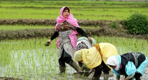قیمت برنج رسماً روند نزولی گرفت