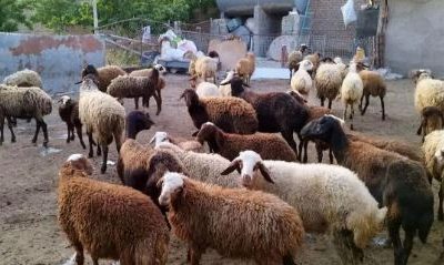 بازار دام زنده امروز ۸ آذر؛ افزایش یا کاهش قیمت‌ها