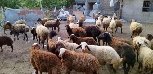 بازار دام زنده امروز ۸ آذر؛ افزایش یا کاهش قیمت‌ها