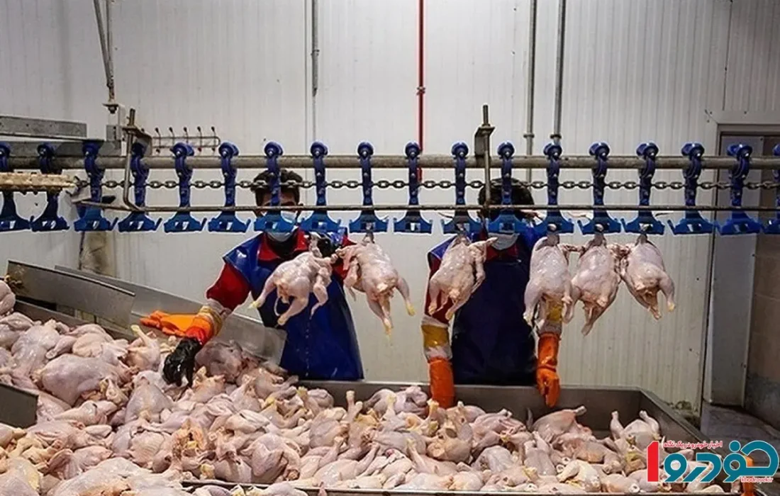 چرا مرغهای بازار لاغر شدهاند؟ علت اعلام شد