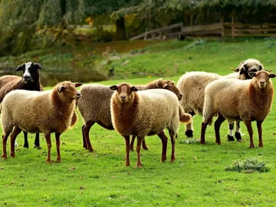 قیمت واقعی گوشت مشخص شد؛ هر کیلو ۶۵۰ هزار تومان