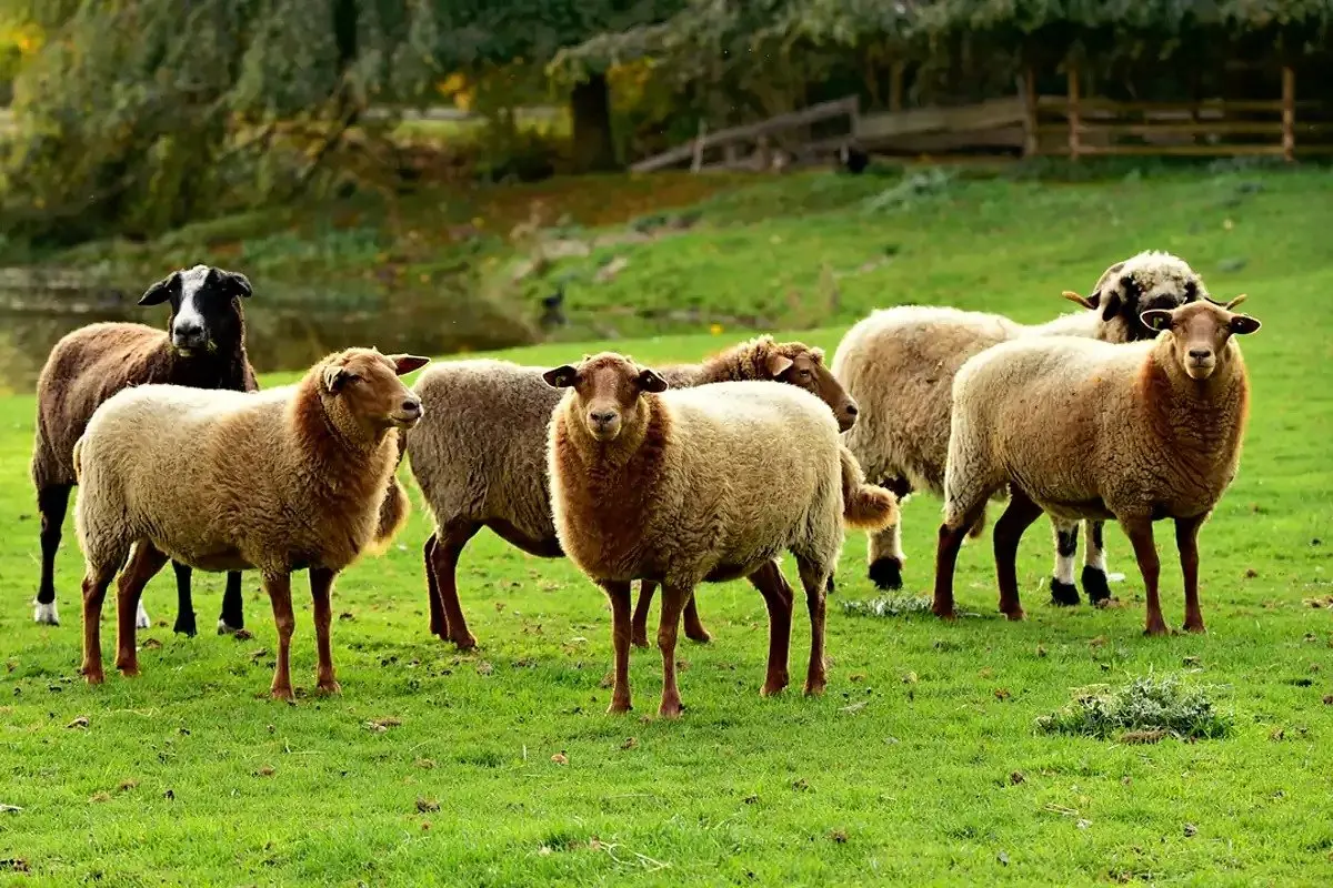قیمت واقعی گوشت مشخص شد؛ هر کیلو ۶۵۰ هزار تومان