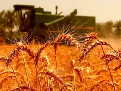 قیمت گندم در بودجه سال آینده مشخص شد
