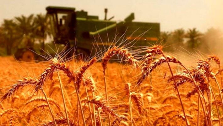 قیمت گندم در بودجه سال آینده مشخص شد