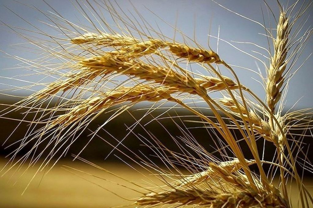 قیمت جدید گندم اعلام شد! نان گران میشود؟ جزئیات تصمیم مهم دولت