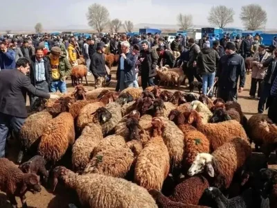 کاهش قیمت دام ادامه دارد؛ نرخ هر کیلو به ۵۰۰ هزار تومان رسید