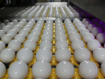 قیمت تخم‌مرغ امروز ۵ اسفند ۱۴۰۴: هر شانه چقدر شد