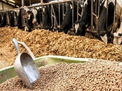 عرضه نهاده‌های دامی از تقاضا پیشی گرفت