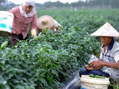 مشکلات تأمین منابع اولیه در کشاورزی چین