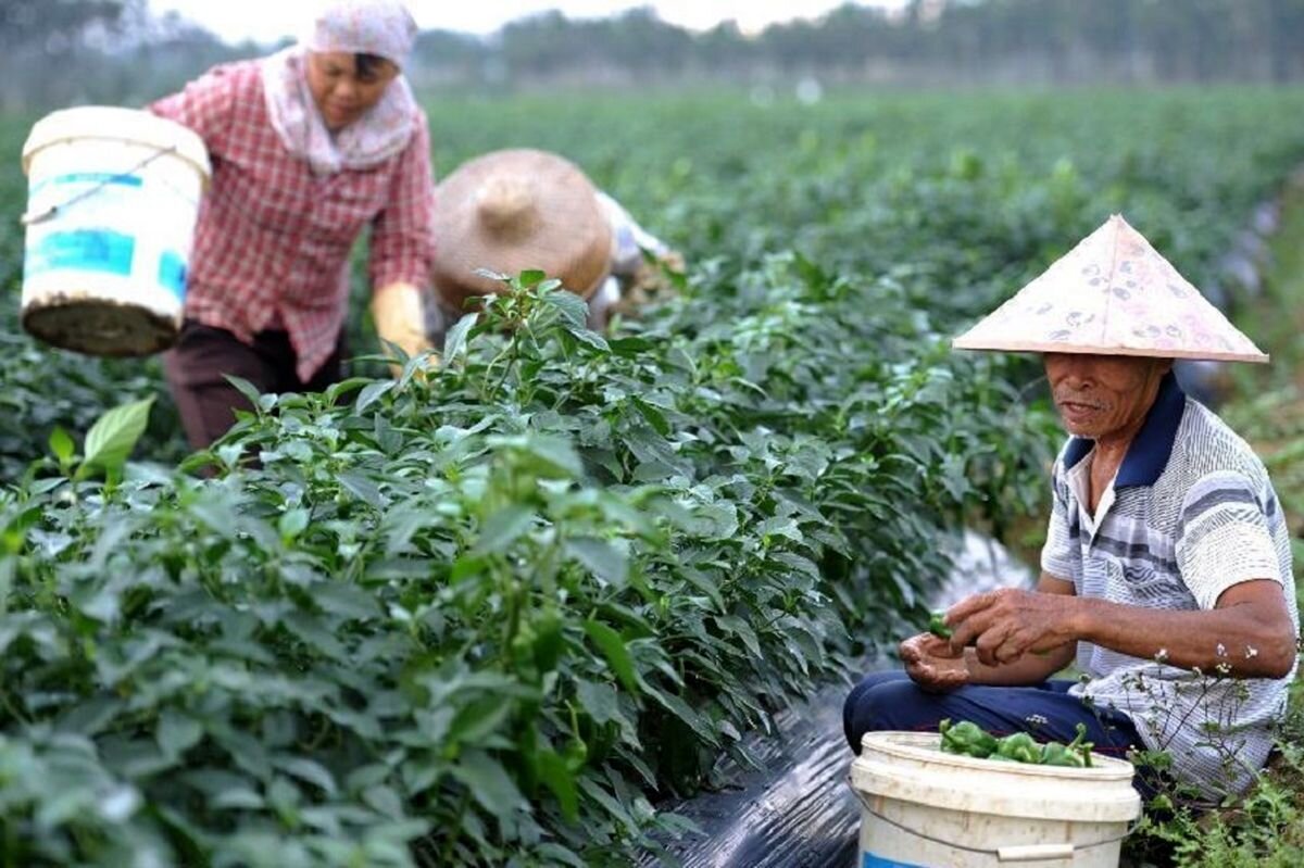 مشکلات تأمین منابع اولیه در کشاورزی چین
