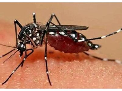 ابتلای ۱۴۰۰ ایرانی به بیماری خطرناک؛ چابهار و کنارک در صدر انتقال محلی