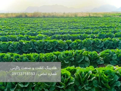 کاهو صادراتی رومانو و آیسبرگ ، راز تسخیر بازارهای جهانی با هلدینگ زاگرس