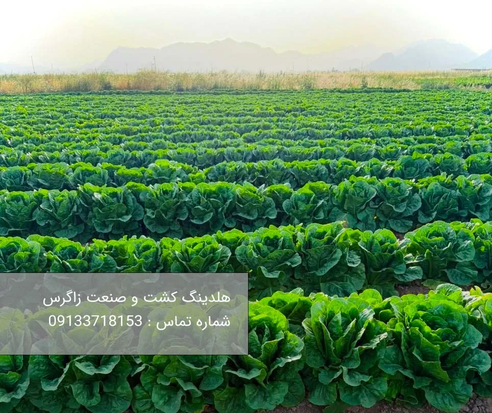 کاهو صادراتی رومانو و آیسبرگ ، راز تسخیر بازارهای جهانی با هلدینگ زاگرس