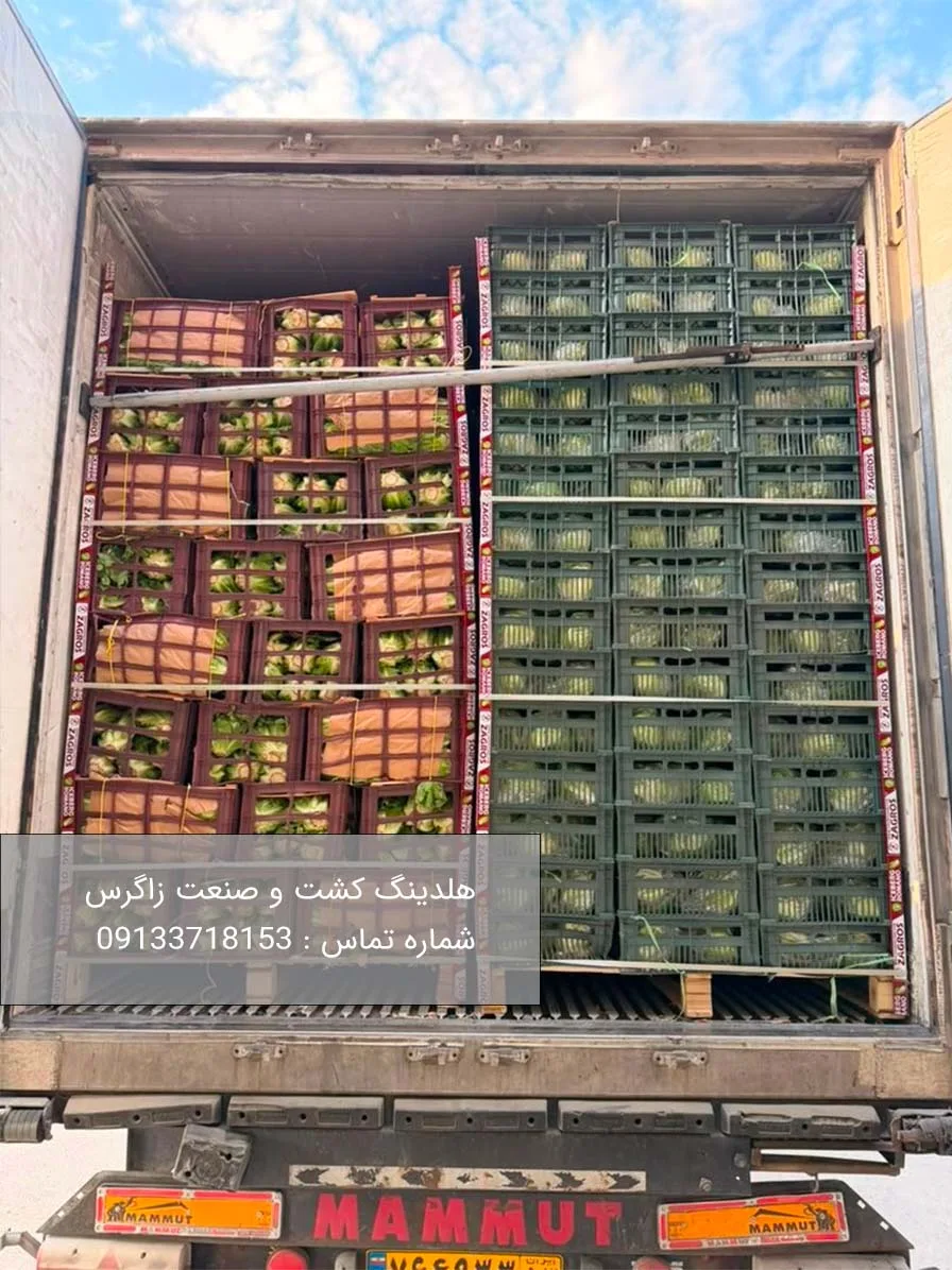 کاهو صادراتی رومانو و آیسبرگ ، راز تسخیر بازارهای جهانی با هلدینگ زاگرس