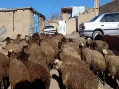 دام زنده در بازار امروز با نوسانات قیمتی مواجه شد