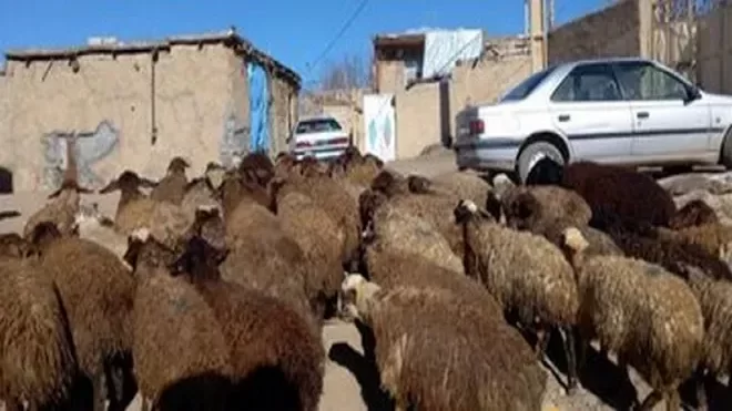 دام زنده در بازار امروز با نوسانات قیمتی مواجه شد